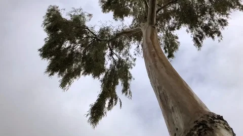 Tree 動画素材 101902191
