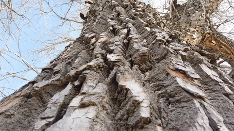 Up a Tree Stock Footage 106263905
