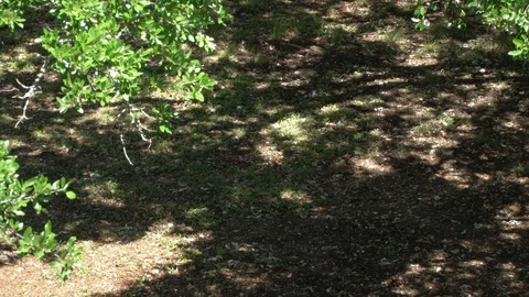 Tree Stock Footage