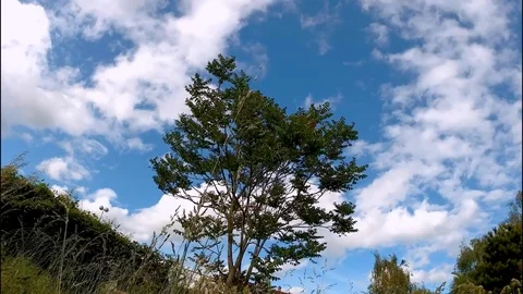 Tree Video stock 108389990