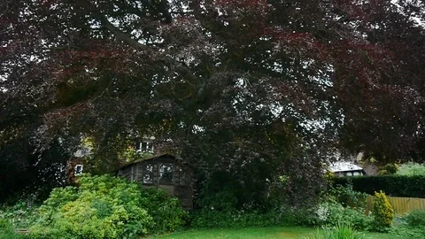 Tree Stock Footage 112696135