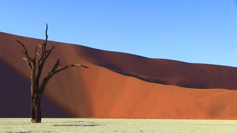 A Tree Stockbeeldmateriaal 119697242