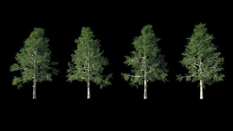 Tree Stock Footage 121349860