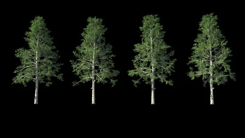 Tree Stock Footage 121349890