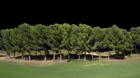 TREE 動画素材 121683004