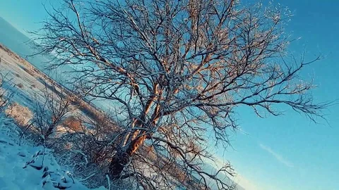 Tree Video stock 122333415