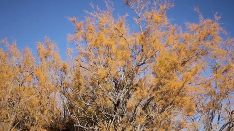 Tree Stock Footage 125070935