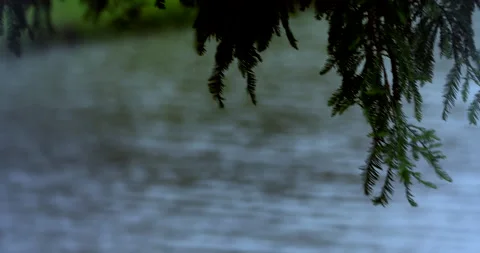 Tree Vídeos de archivo 130929954