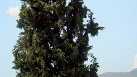 Tree Stock Footage 133142788