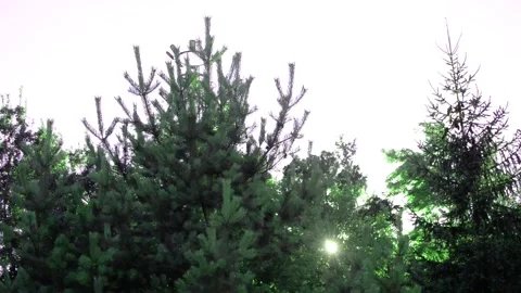 Tree Stock Footage 137337500