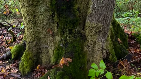 Tree Stock Footage 139894622