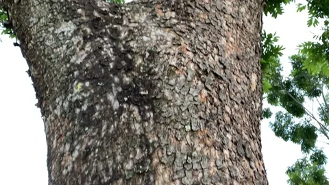 Tree Stock Footage