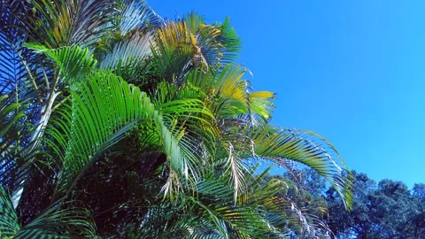 Tree Stock Footage 147467497