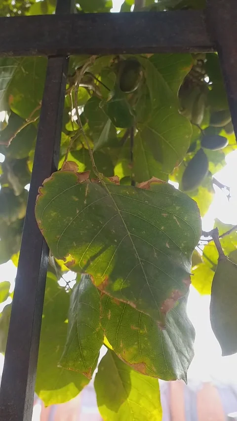 Tree Stock Footage 154947296