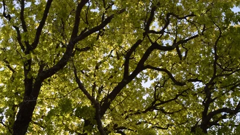 Tree Vidéo 157092374