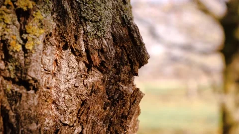 Tree Stockbeeldmateriaal 165868097