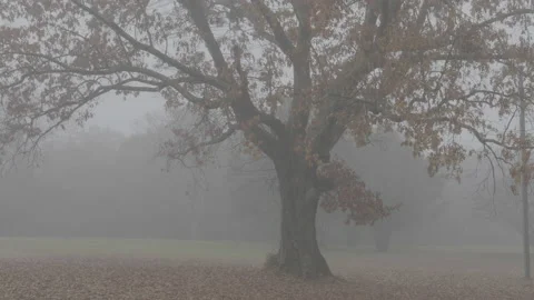 Tree Stock Footage 168214829