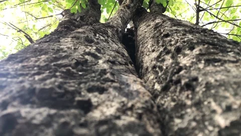 Tree Stock Footage 186015982