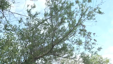 Tree Stock Footage 193993320