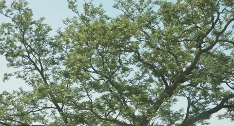 Tree Video stock 196227632