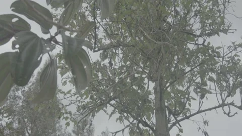 Tree Stock Footage 219512062