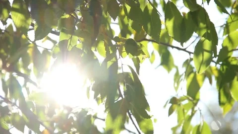 TREE Stock Footage 220164881