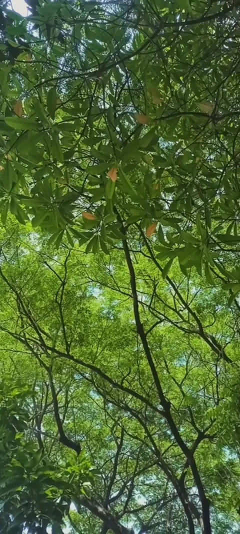 Tree Stock Footage 222968816