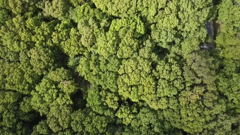 Tree Video stock 232537338