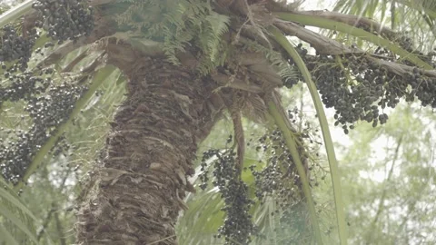 TREE Stock Footage 233338861