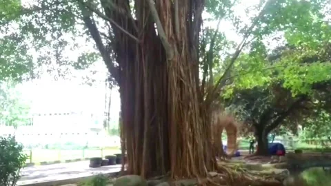 Tree Stock Footage 244788315