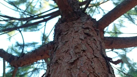 Tree Video stock 246554286