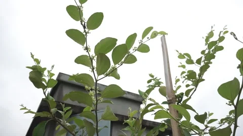 A tree Stock Footage 250790482