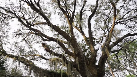 Tree Stock Footage 264625764