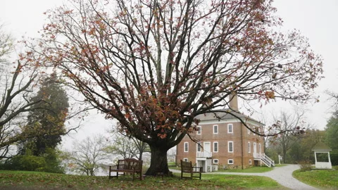 Tree Stock Footage 264627027