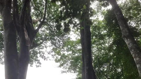 TREE Stock Footage 273054275