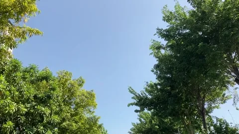 TREE Stock Footage 273054362