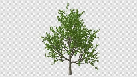 Tree Vídeos de archivo 280215752