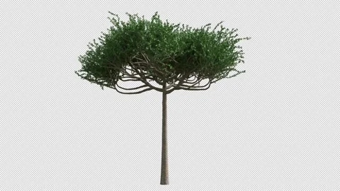 Tree Видео 280215810