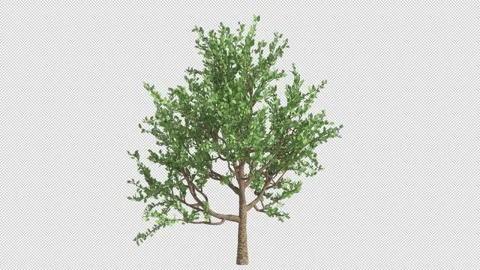 Tree 動画素材 280215816