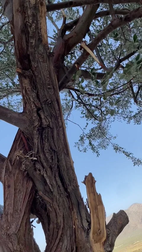 The tree Video stock 280239119