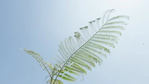 Tree Stock Footage 284441248