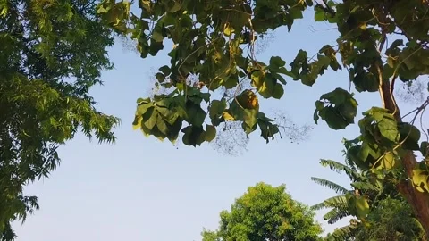 Tree Stock Footage 289432101