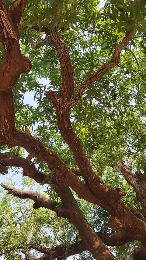 Tree Stock Footage 302657712