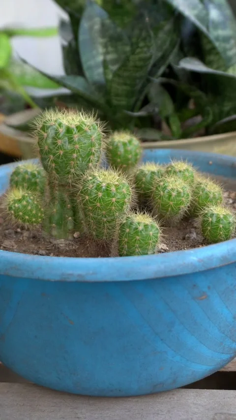 Tree Stock Footage 311288652