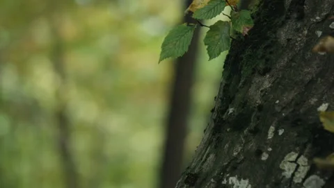 Tree 库存影片 318179441