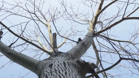 Tree Video stock 322979353