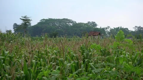Tree Stock Footage 324532183