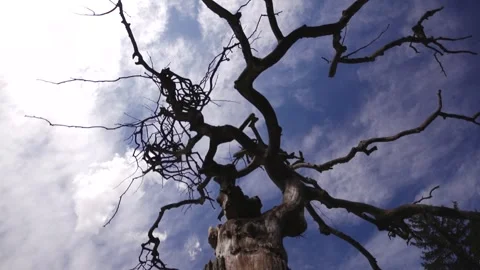 Tree Stock Footage 336221561