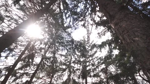 Tree Stock Footage 336221919