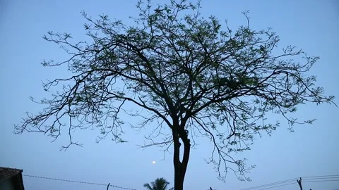 Tree Stock Footage 336224127
